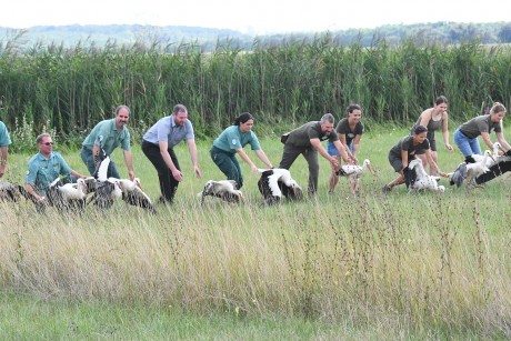 Vissza a természetbe - szabadon engedték a Sóstó Vadvédelmi Központban gyógyult gólyákat